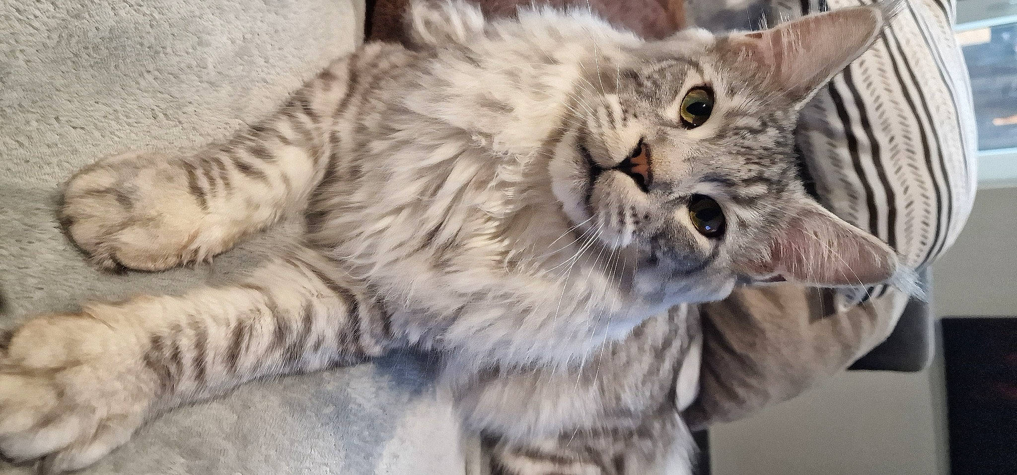 Upsy Des Griffes De Lucie