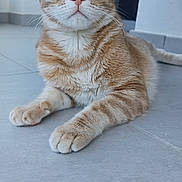 Woody participe au concours pour gagner de l'argent avec cette photo : animal, cat, close_up, curious, domestic_cat, ears, eyes, feline, floor, fur, indoor, mammal, orange_tabby, paws, pet, portrait, relaxed, sitting, tile_floor, whiskers
