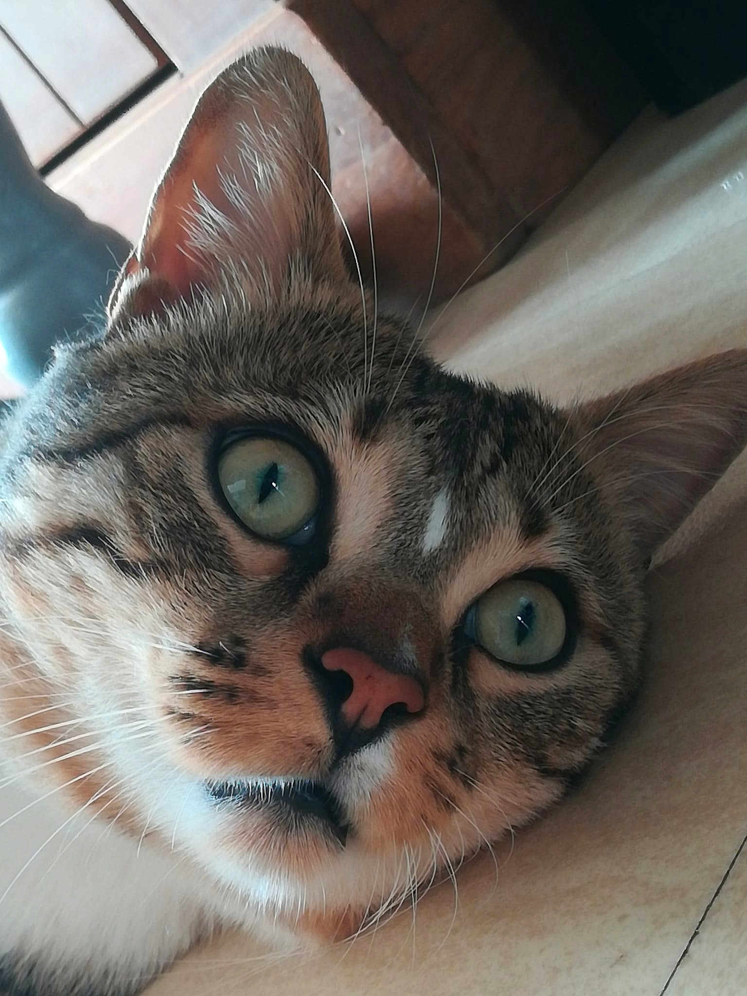Icety