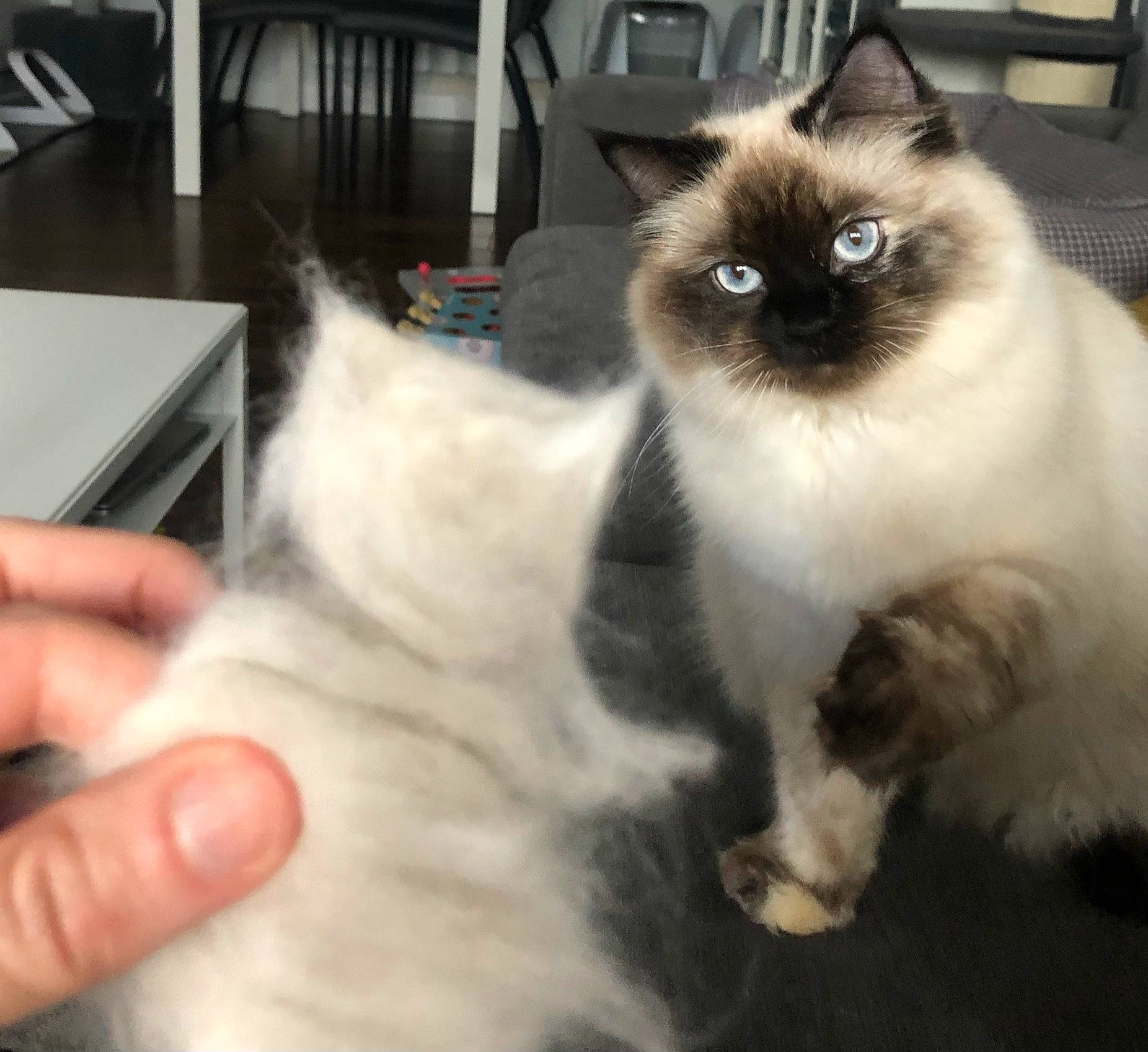 Miss Milo joined the competition — help win amazing prizes! balinese, birman, carnivore, cat, chair, domestic_short_haired_cat, eye, fawn, felidae, fur, iris, paw, siamese, small_to_medium_sized_cats, snout, tail, terrestrial_animal, thai, thumb, whiskers