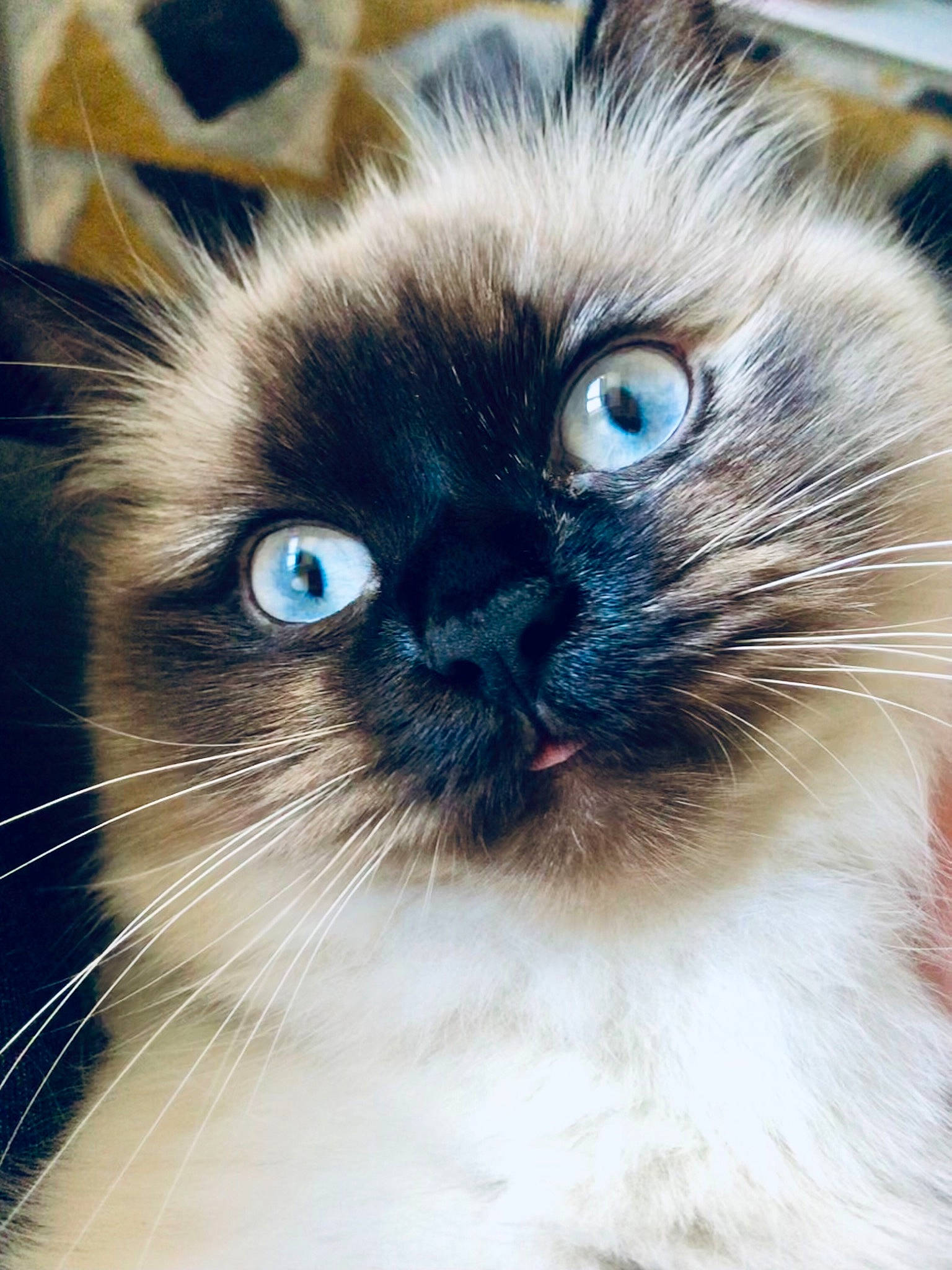Miss Milo is registered to the contest to win money with this photo: balinese, birman, carnivore, cat, close_up, electric_blue, eye, fawn, felidae, fur, head, iris, mammal, organ, siamese, small_to_medium_sized_cats, snout, thai, vertebrate, whiskers