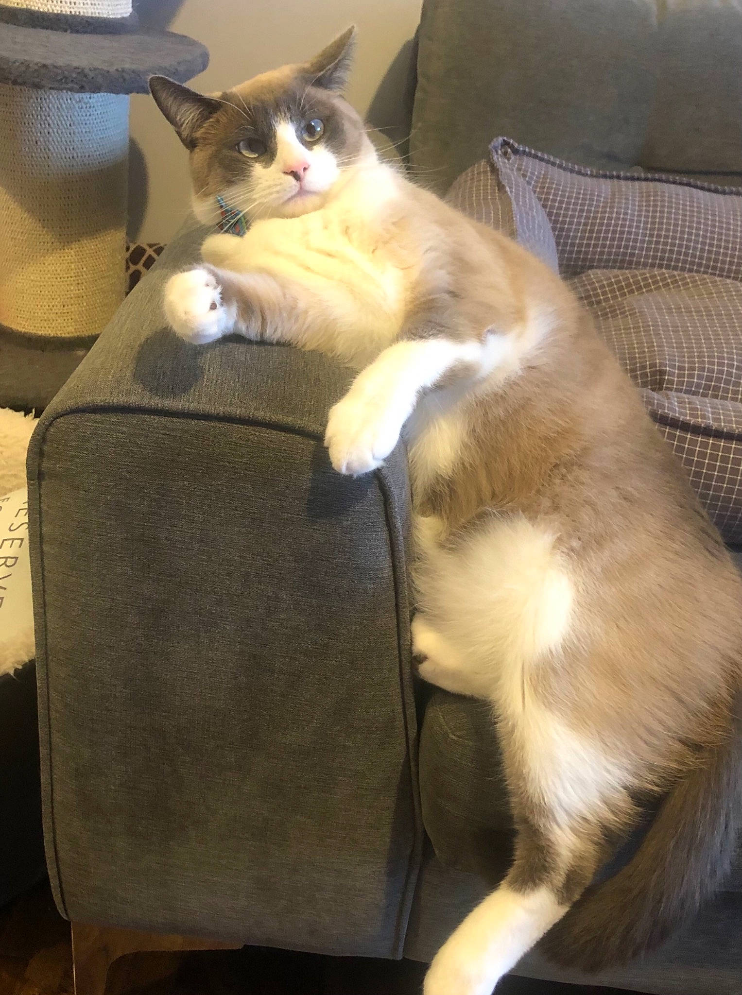 Monte joined the competition — help win amazing prizes! box, canidae, carnivore, cat, cat_supply, chair, comfort, companion_dog, couch, domestic_short_haired_cat, fawn, felidae, fur, lap, mammal, shipping_box, small_to_medium_sized_cats, snout, tail, whiskers