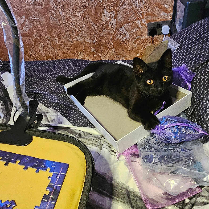 Kiwi is registered to the contest to win money with this photo: accessories, animal, bag, bed, bedroom, blackcat, cat, computer, couch, cup, desk, electronics, furniture, handbag, indoors, laptop, pc, pet, room, table