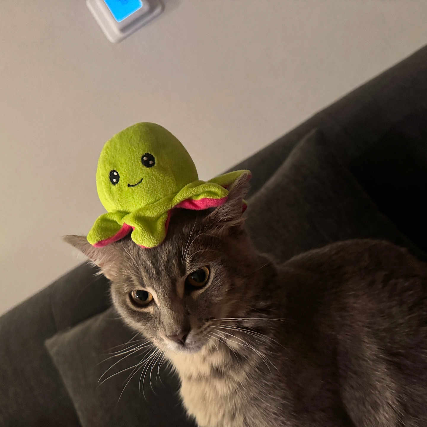 Milo joined the competition — help win amazing prizes! animal, cat, closeup, couch, cute, domestic_animal, ears, expression, funny, fur, gray_cat, indoor, living_room, octopus_toy, pet, playful, plush_toy, sofa, toy_on_head, whiskers