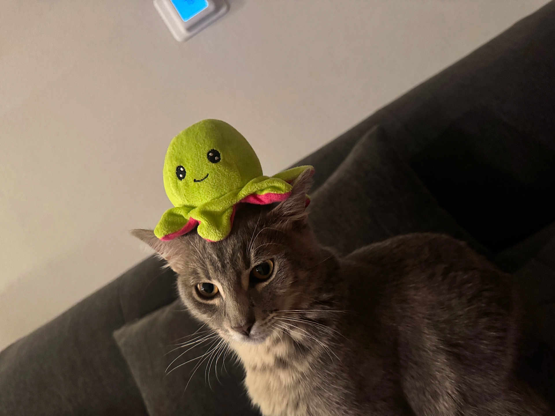 Milo joined the competition — help win amazing prizes! cat, gray_cat, plush_toy, octopus_toy, indoor, sofa, couch, pet, animal, whiskers, ears, fur, cute, funny, toy_on_head, expression, closeup, domestic_animal, playful, living_room