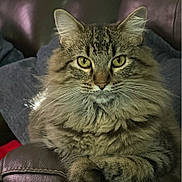 Ms. Penelope joined the competition — help win amazing prizes! cat, tabby, fluffy, pet, feline, indoor, leather_couch, green_eyes, resting, closeup, portrait, animal, whiskers, fur, paw, relaxed, home, cozy, looking, sitting