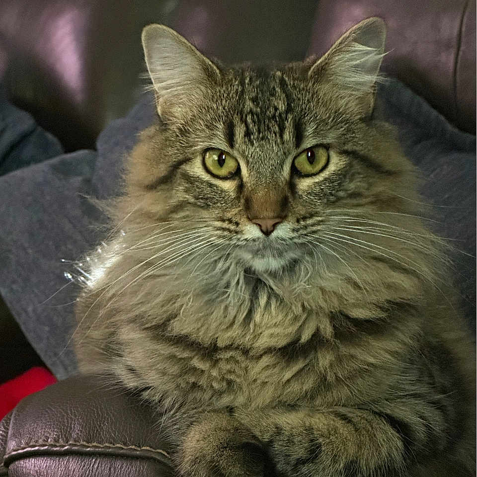 Ms. Penelope joined the competition — help win amazing prizes! animal, cat, closeup, cozy, feline, fluffy, fur, green_eyes, home, indoor, leather_couch, looking, paw, pet, portrait, relaxed, resting, sitting, tabby, whiskers