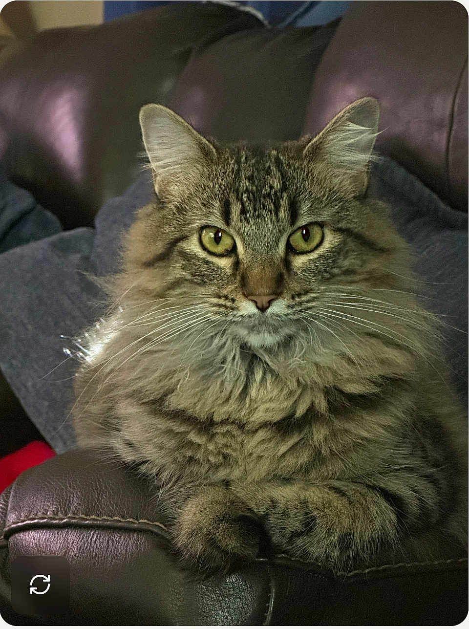 Ms. Penelope joined the competition — help win amazing prizes! cat, tabby, fluffy, pet, feline, indoor, leather_couch, green_eyes, resting, closeup, portrait, animal, whiskers, fur, paw, relaxed, home, cozy, looking, sitting