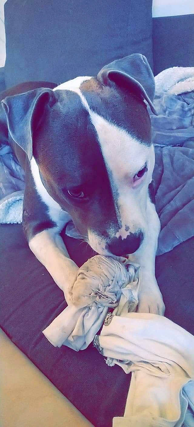 Mercure a rejoint le concours — aidez-le/la à gagner de superbes lots ! american_pit_bull_terrier, american_staffordshire_terrier, canidae, carnivore, companion_dog, dog, dog_breed, italian_greyhound, non_sporting_group, pit_bull, pointer, snout, whippet