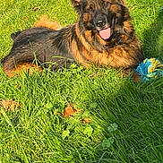 Ruby participe au concours pour gagner de l'argent avec cette photo : dog, german_shepherd, grass, outdoor, sunlight, pet, animal, tongue_out, toy, playful, nature, greenery, canine, relaxing, summer, park, fur, ears, happy, lying_down