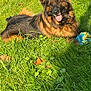dog, german_shepherd, grass, outdoor, sunlight, pet, animal, tongue_out, toy, playful, nature, greenery, canine, relaxing, summer, park, fur, ears, happy, lying_down