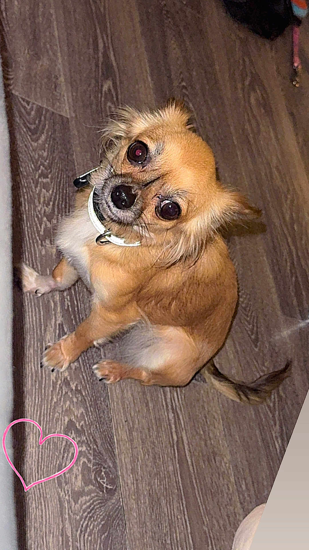 Violette participe au concours pour gagner de l'argent avec cette photo : dog, small_dog, tan_fur, big_eyes, head_tilt, collar, wooden_floor, indoor, pet, cute, curious, sitting, looking_up, fur, animal, companion, domestic, love, heart_doodle, floor