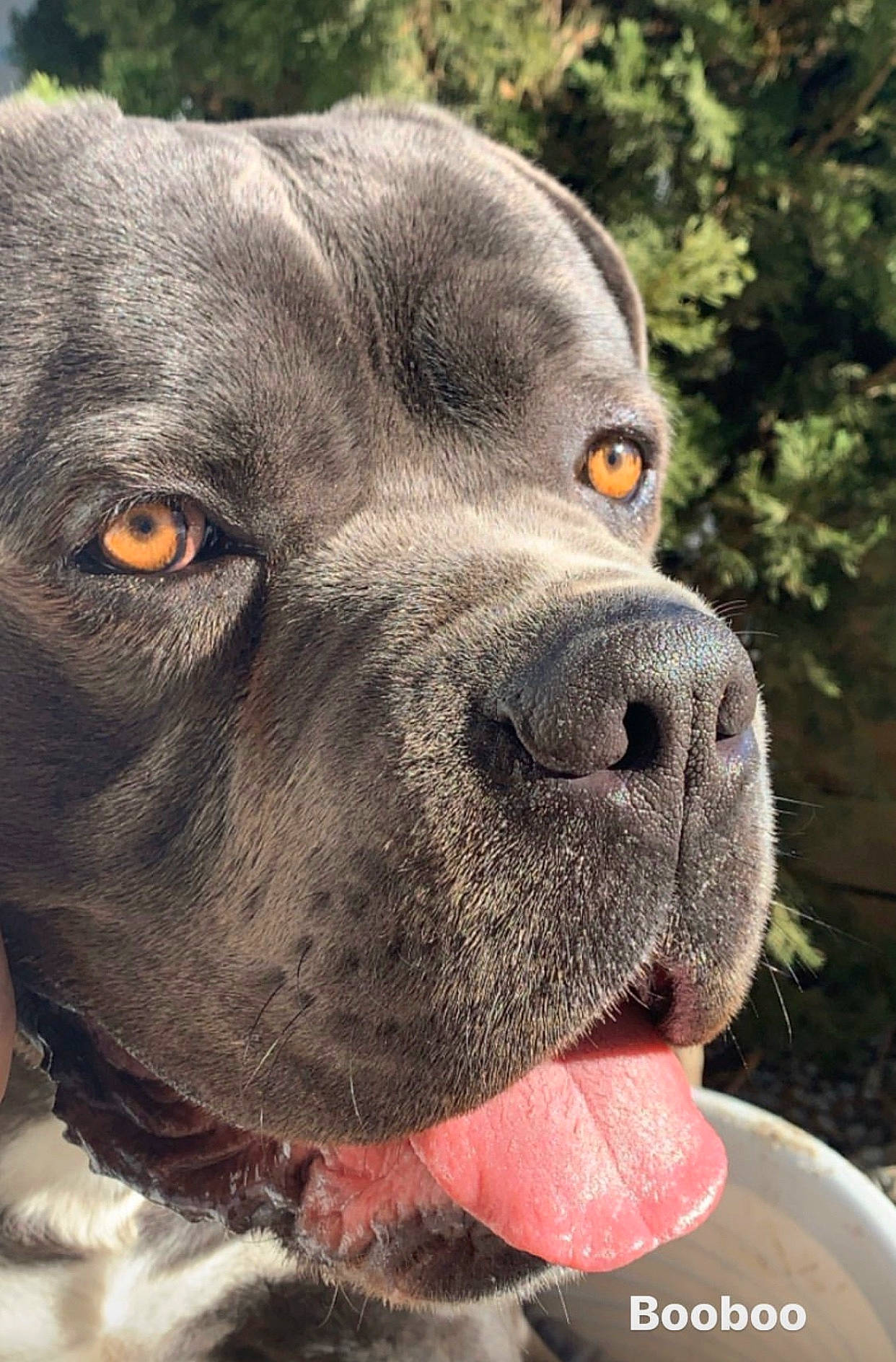 Narcos participe au concours pour gagner de l'argent avec cette photo : borador, canidae, carnivore, collar, companion_dog, dog, dog_breed, dog_collar, ear, event, eye, fawn, fur, liver, plant, snout, sporting_group, terrestrial_animal, whiskers, working_animal