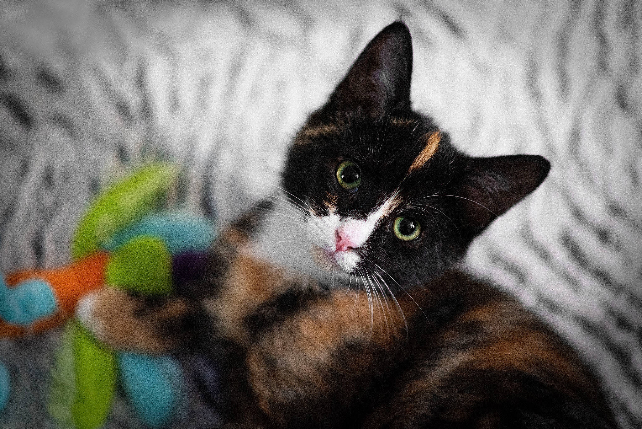 Mio is registered to the contest to win money with this photo: carnivore, cat, domestic_short_haired_cat, felidae, fur, pet_supply, small_to_medium_sized_cats, snout, whiskers