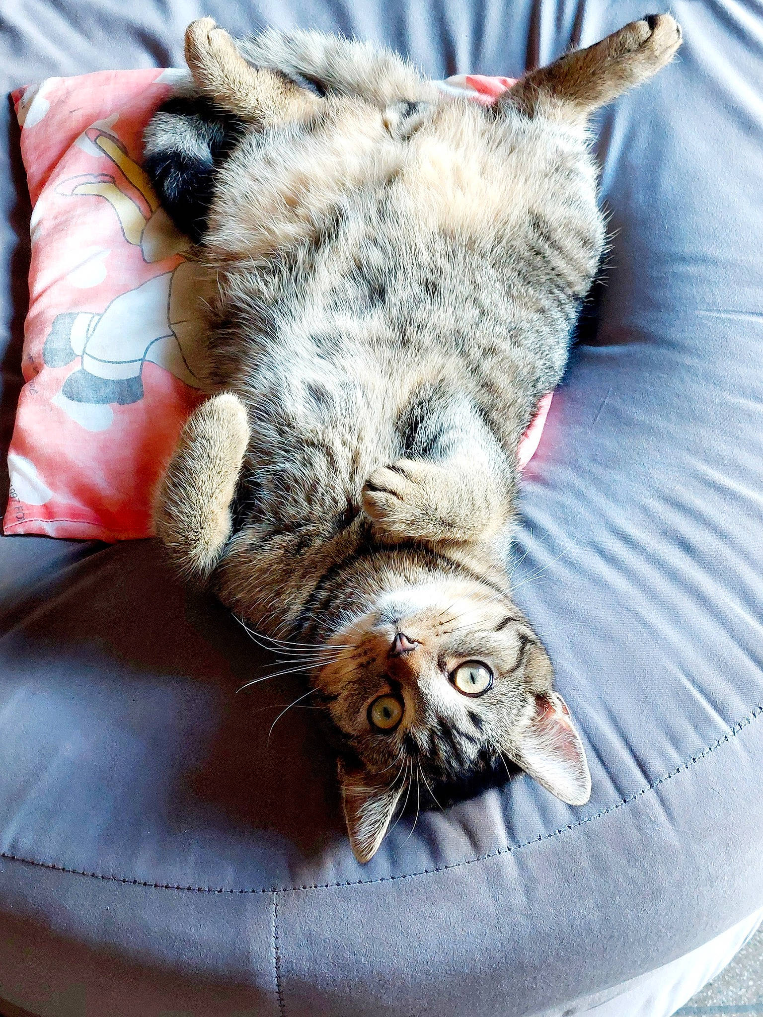 Spirou a rejoint le concours — aidez-le/la à gagner de superbes lots ! canidae, carnivore, cat, claw, comfort, couch, domestic_short_haired_cat, felidae, fur, grey, nap, paw, sitting, sleep, small_to_medium_sized_cats, snout, tail, terrestrial_animal, whiskers, wildlife