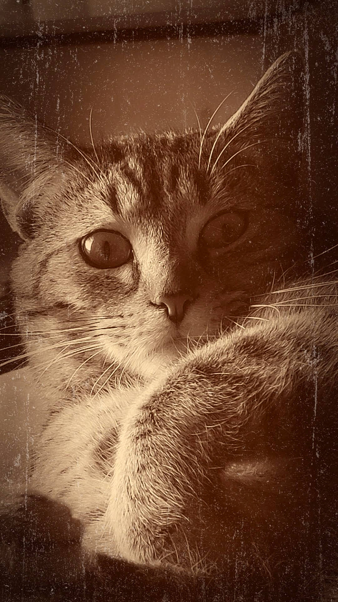 Spirou a rejoint le concours — aidez-le/la à gagner de superbes lots ! art, carnivore, cat, cloud, darkness, domestic_short_haired_cat, eye, felidae, fur, monochrome, monochrome_photography, paw, small_to_medium_sized_cats, snout, still_life_photography, tail, terrestrial_animal, whiskers, wildlife, window