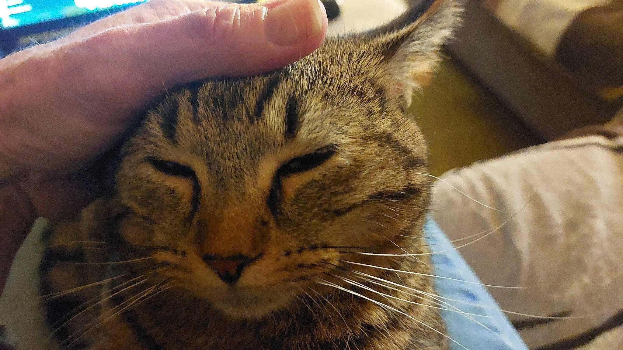 Spirou participe au concours pour gagner de l'argent avec cette photo : blue, carnivore, cat, comfort, domestic_short_haired_cat, ear, eye, felidae, fur, paw, small_to_medium_sized_cats, snout, terrestrial_animal, whiskers, wildlife