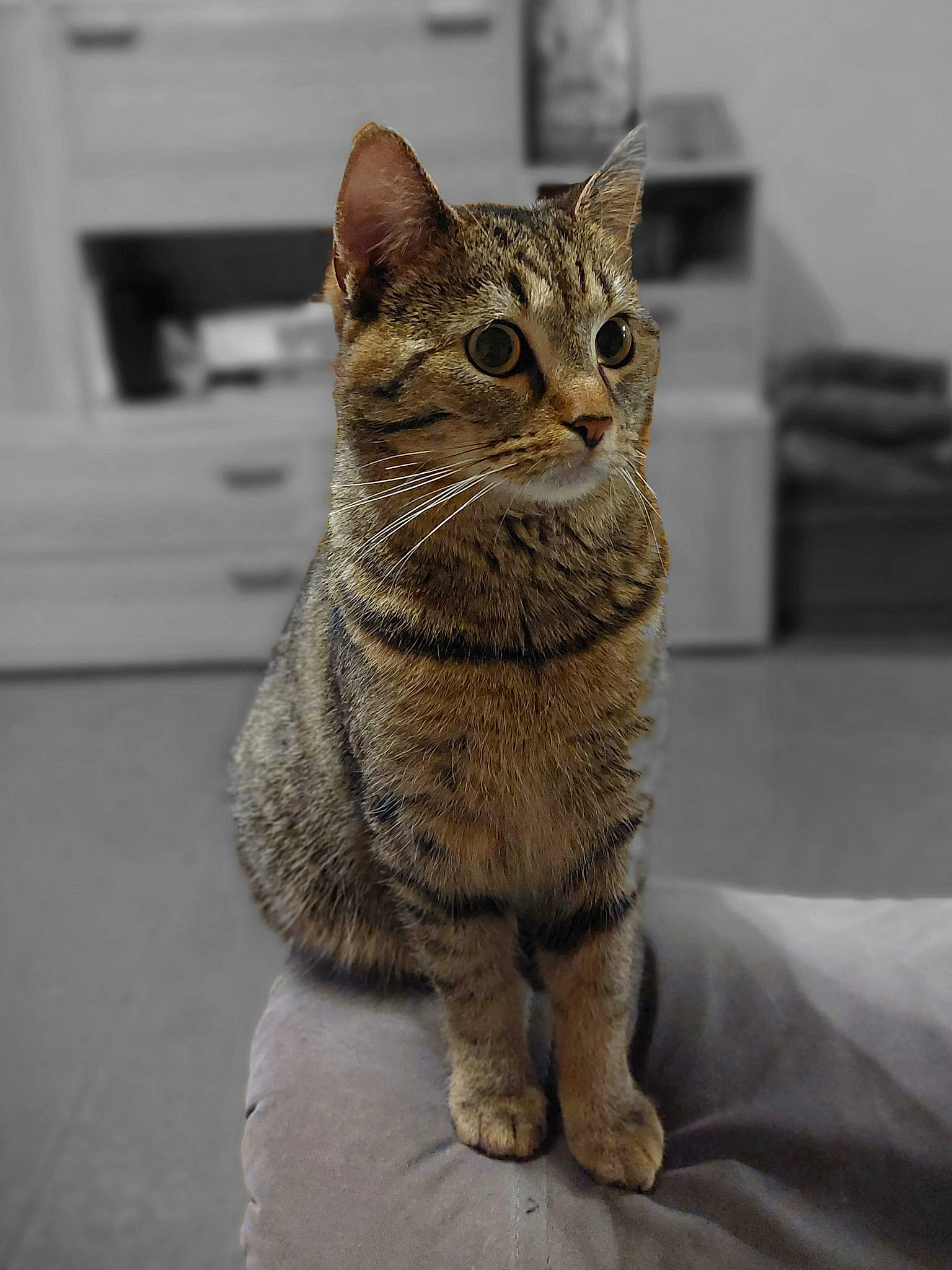 Spirou a rejoint le concours — aidez-le/la à gagner de superbes lots ! carnivore, cat, domestic_short_haired_cat, felidae, fur, sitting, small_to_medium_sized_cats, snout, terrestrial_animal, whiskers, wildlife, window