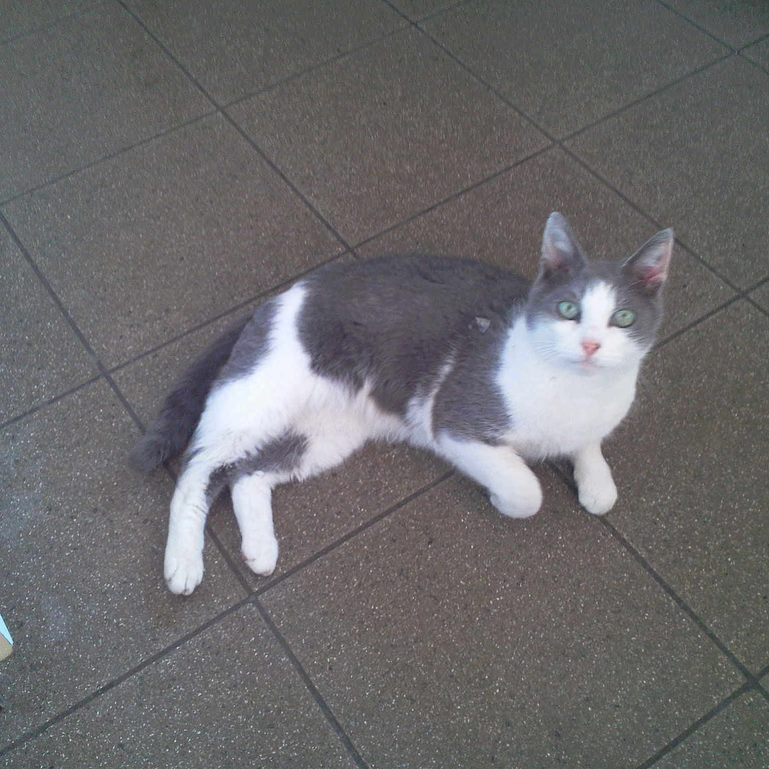 Mysti