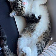Daisy is registered to the contest to win money with this photo: animal, belly_up, cat, close_up, electrical_plug, fur, indoor, paws, pet, pink_nose, portrait, radiator, relaxed, sleeping, striped_fur, tabby_cat, tail, whiskers, white_cat, windowsill
