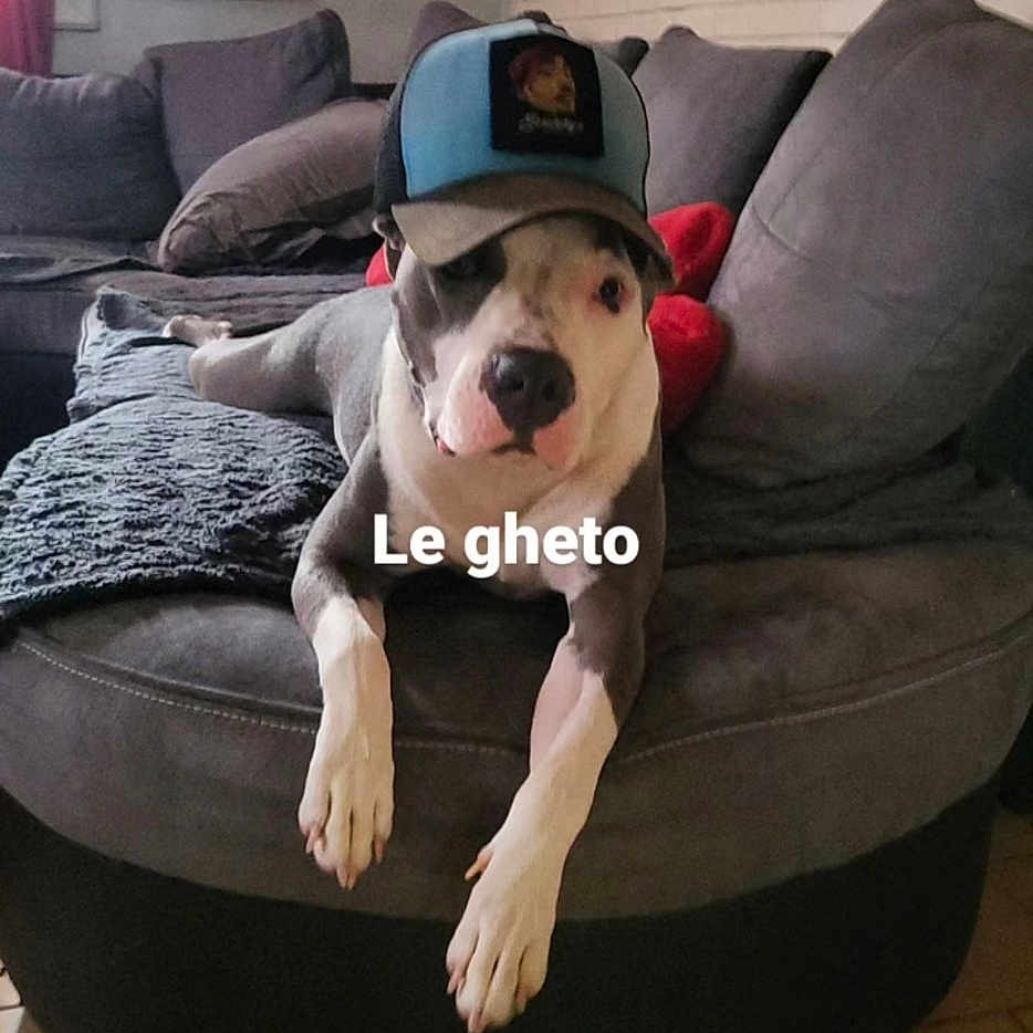 Tina a rejoint le concours — aidez-le/la à gagner de superbes lots ! animal, baseballcap, bicycle, canine, cap, clothing, couch, cushion, dog, furniture, hat, homedecor, indoors, interiordesign, machine, person, pet, transportation, vehicle, wheel