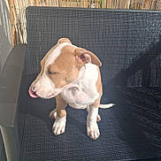 Abel a rejoint le concours — aidez-le/la à gagner de superbes lots ! dog, puppy, sitting, tongue_out, bench, patio, sunlight, shadow, outdoor, brown_and_white, fur, ears, paws, nose, muzzle, furniture, wicker, wall, seat, adorable