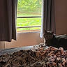 Jax is registered to the contest to win money with this photo: cat, gray_cat, blanket, bed, window, curtain, indoor, greenery, furniture, pet, animal, cozy, pattern, light, shadow, resting, expression, home, nature_outside, soft_light