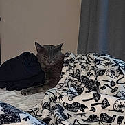 Jax is registered to the contest to win money with this photo: cat, gray_cat, bed, blanket, patterned_blanket, indoor, resting, sleepy, feline, cozy, curtains, fabric, paw, quiet, relaxed, animal, pet, furniture, soft, home