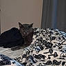 cat, gray_cat, bed, blanket, patterned_blanket, indoor, resting, sleepy, feline, cozy, curtains, fabric, paw, quiet, relaxed, animal, pet, furniture, soft, home