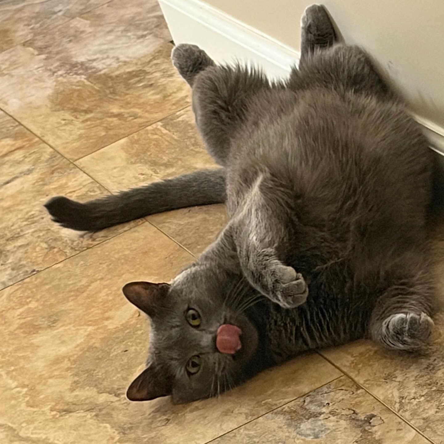 Jax is registered to the contest to win money with this photo: cat, gray_cat, pet, floor, tile_floor, playful, tongue_out, relaxed, indoor, animal, cute, feline, paw, tail, lying_down, funny_pose, domestic_cat, wall, home, mischievous