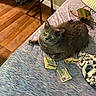 Jax joined the competition — help win amazing prizes! cat, gray_cat, money, dollar_bills, bed, blanket, indoor, curious, pet, feline, green_eyes, soft_texture, wooden_floor, fabric, cozy, relaxed, domestic, cute, animal, resting