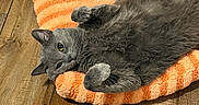 Jax joined the competition — help win amazing prizes! cat, gray_cat, pet, animal, feline, indoor, plush_bed, orange_bed, wooden_floor, relaxed, cute, fluffy, laying_down, upside_down, paw, fur, cozy, domestic, resting, playful