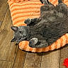 cat, gray_cat, pet, animal, feline, indoor, plush_bed, orange_bed, wooden_floor, relaxed, cute, fluffy, laying_down, upside_down, paw, fur, cozy, domestic, resting, playful