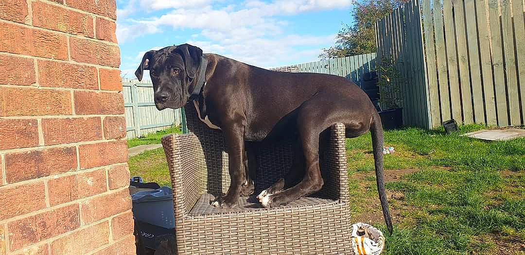 Max joined the competition — help win amazing prizes! brick, brickwork, carnivore, cloud, collar, companion_dog, dog, dog_breed, dog_collar, fawn, gun_dog, liver, pet_supply, plant, sky, snout, tail, terrestrial_animal, tree, working_animal