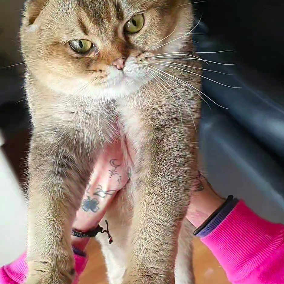 Potté participe au concours pour gagner de l'argent avec cette photo : abyssinian, animal, cat, kitten, pet