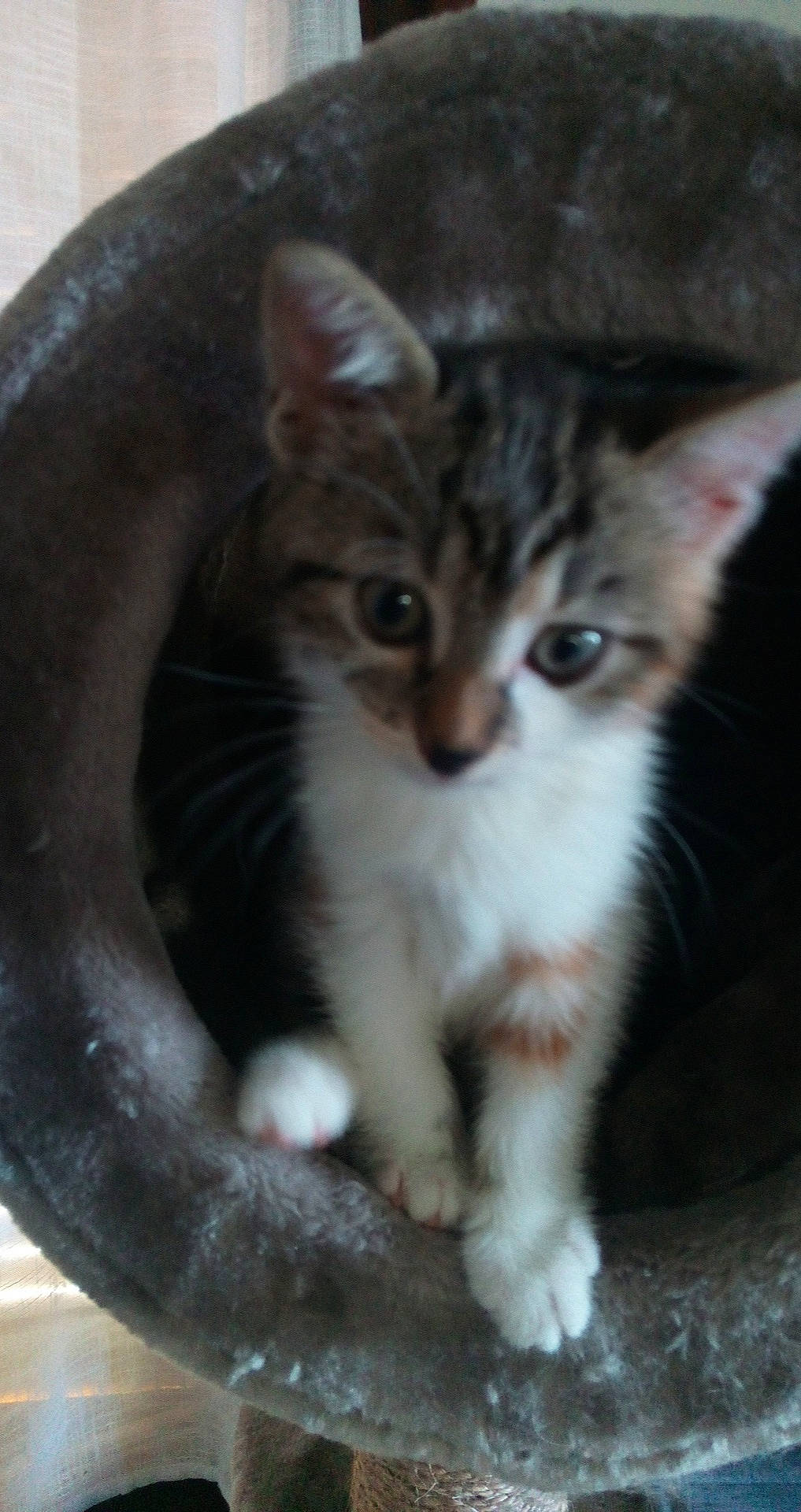 Rio a rejoint le concours — aidez-le/la à gagner de superbes lots ! aegean_cat, american_wirehair, arabian_mau, asian, carnivore, cat, domestic_short_haired_cat, european_shorthair, eye, fawn, felidae, kitten, mammal, ojos_azules, oriental_longhair, polydactyl_cat, small_to_medium_sized_cats, tabby_cat, vertebrate, whiskers