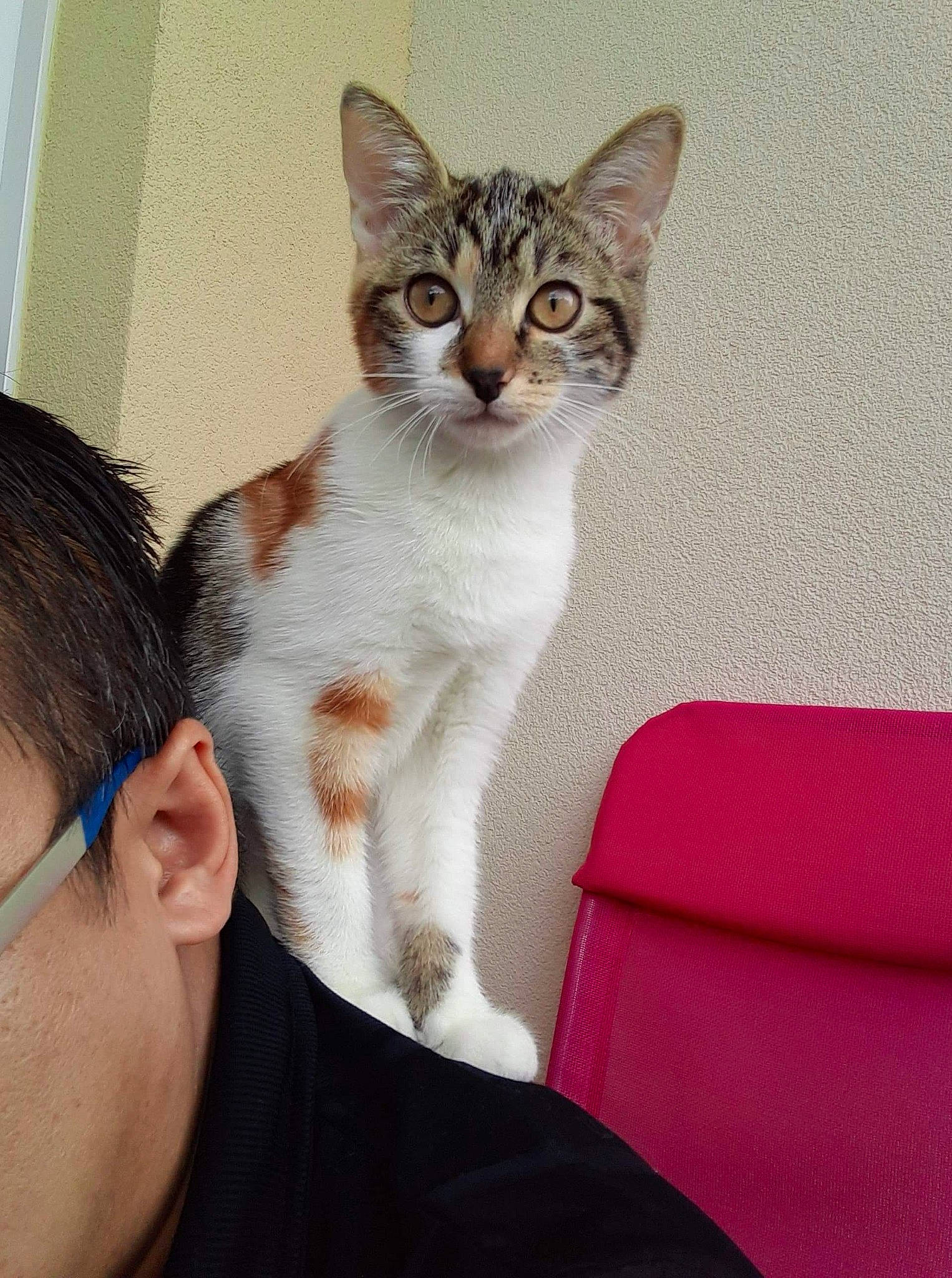 Rio participe au concours pour gagner de l'argent avec cette photo : aegean_cat, american_wirehair, asian, carnivore, cat, domestic_short_haired_cat, ear, european_shorthair, felidae, gesture, kitten, mammal, singapura, sitting, small_to_medium_sized_cats, tabby_cat, whiskers