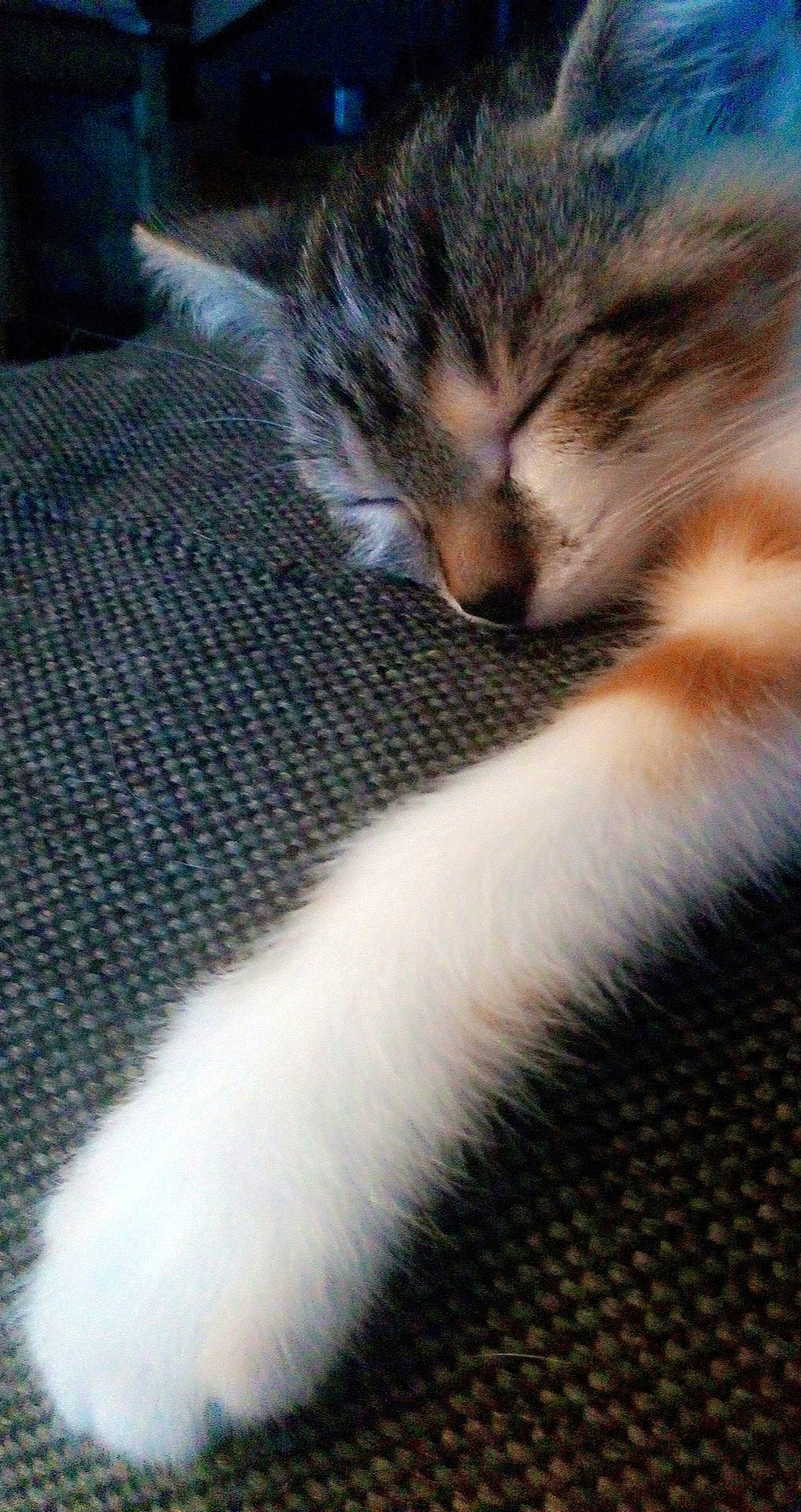 Rio participe au concours pour gagner de l'argent avec cette photo : aegean_cat, carnivore, cat, domestic_short_haired_cat, european_shorthair, felidae, fur, kitten, nap, paw, polydactyl_cat, sleep, small_to_medium_sized_cats, snout, tabby_cat, whiskers