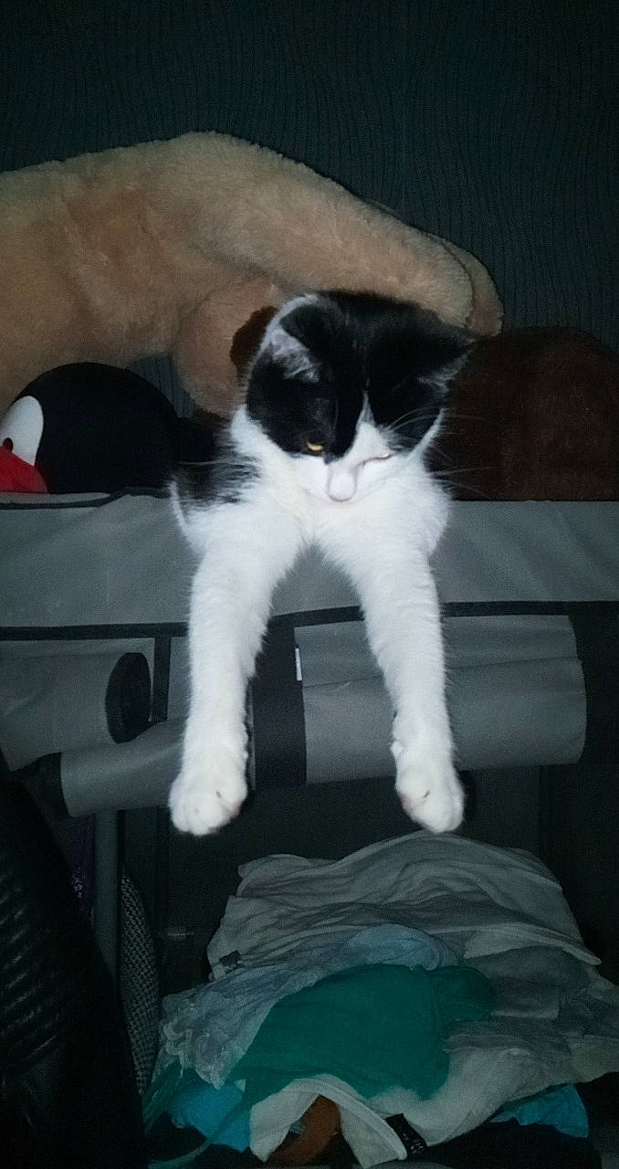 Zaza a rejoint le concours — aidez-le/la à gagner de superbes lots ! carnivore, cat, felidae, kitten, mammal, paw, polydactyl_cat, small_to_medium_sized_cats, tail, whiskers