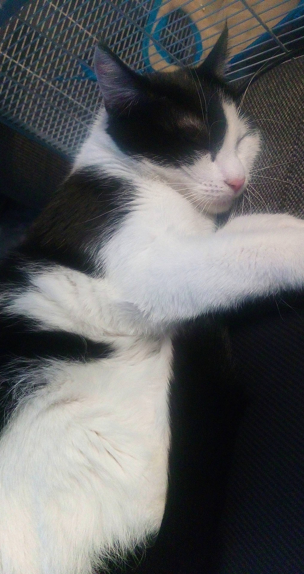 Zaza a rejoint le concours — aidez-le/la à gagner de superbes lots ! aegean_cat, black_and_white, carnivore, cat, domestic_short_haired_cat, felidae, fur, kitten, mammal, polydactyl_cat, small_to_medium_sized_cats, snout, tail, whiskers