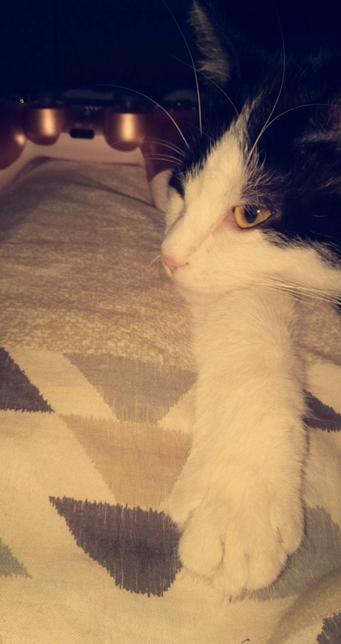 Zaza participe au concours pour gagner de l'argent avec cette photo : aegean_cat, american_curl, carnivore, cat, domestic_long_haired_cat, domestic_short_haired_cat, eye, felidae, fur, kitten, norwegian_forest_cat, nose, ojos_azules, paw, polydactyl_cat, small_to_medium_sized_cats, snout, tail, turkish_van, whiskers