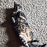 Queenie is registered to the contest to win money with this photo: cat, tabby, carpet, indoor, sunlight, shadow, pet, animal, relaxed, feline, cute, lying_down, fur, whiskers, paws, tail, striped, cozy, home, domestic