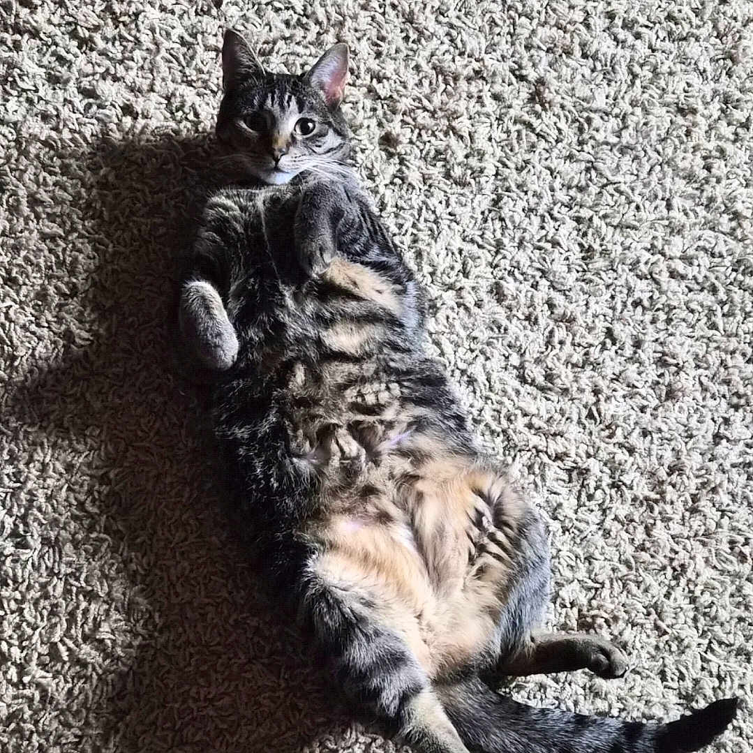 Queenie is registered to the contest to win money with this photo: cat, tabby, carpet, indoor, sunlight, shadow, pet, animal, relaxed, feline, cute, lying_down, fur, whiskers, paws, tail, striped, cozy, home, domestic