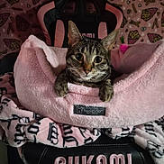 Queenie joined the competition — help win amazing prizes! cat, tabby_cat, pet_bed, pink, gaming_chair, blanket, indoor, cute, animal, cozy, plush, patterned, feline, resting, comfort, soft, ears, face, whiskers, eyes