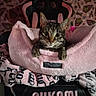 cat, tabby_cat, pet_bed, pink, gaming_chair, blanket, indoor, cute, animal, cozy, plush, patterned, feline, resting, comfort, soft, ears, face, whiskers, eyes