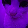 cat, close_up, face, fur, whiskers, purple_light, animal, pet, mystical, portrait, feline, soft_texture, nose, eyes, indoor, cute, muzzle, color_filter, mysterious, lighting