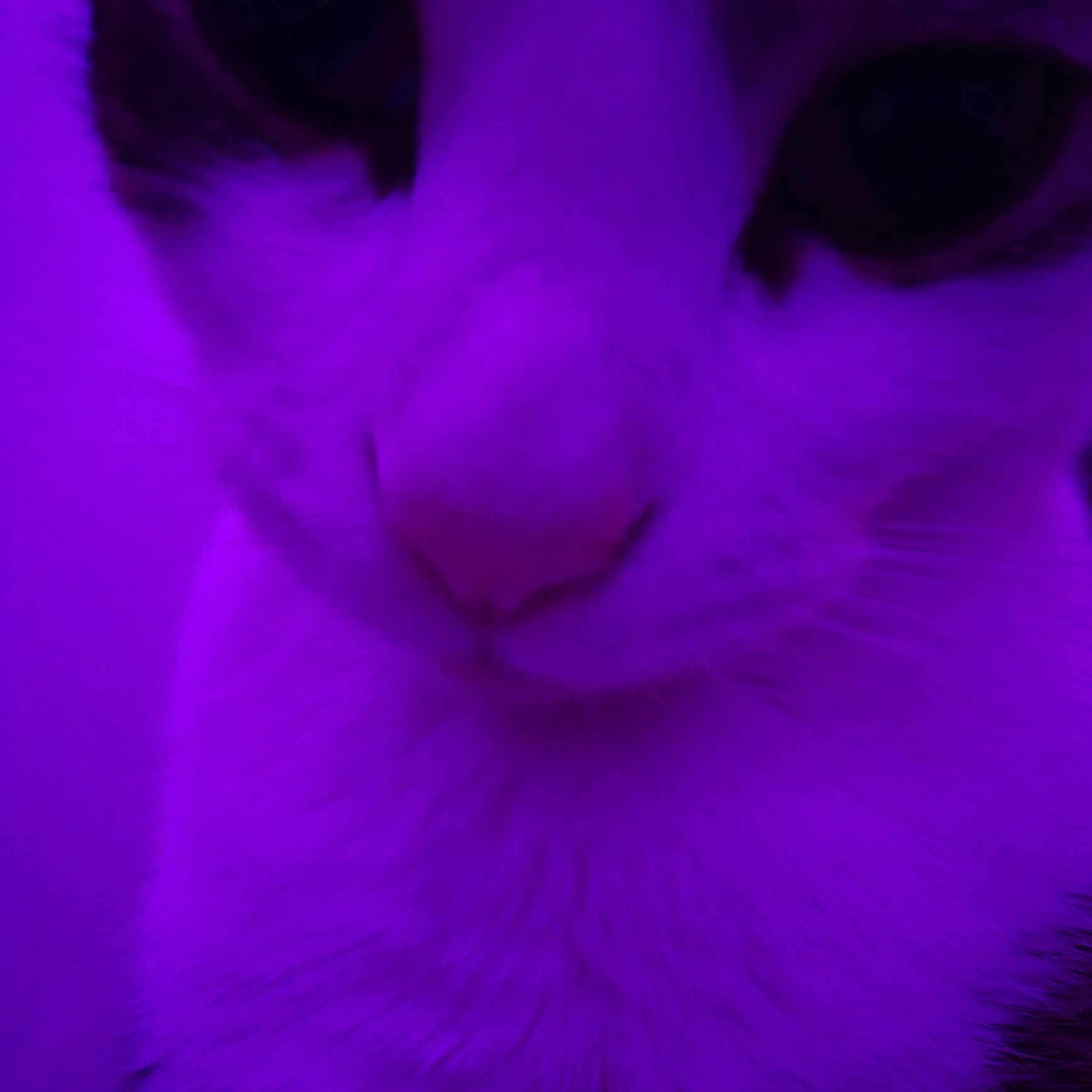 King