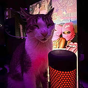 King is registered to the contest to win money with this photo: cat, lamp, purple_light, red_light, poster, masked_figures, indoor, animal, pet, portrait, colorful, artistic, moody, feline, sitting, close_up, lighting, dark_background, decor, technology
