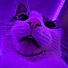 cat, close_up, face, nose, whiskers, purple_light, neon, pet, animal, feline, portrait, indoor, cute, fur, muzzle, eyes, pink_nose, lighting, expression