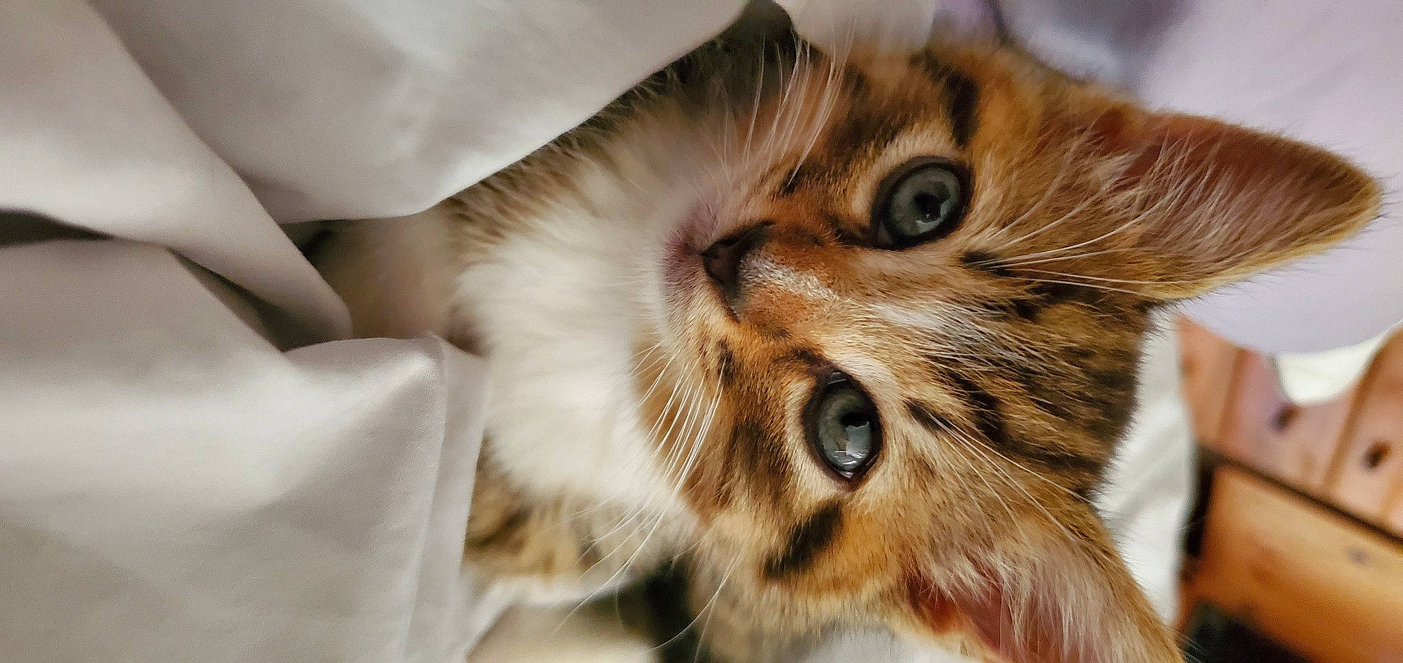 Socks is registered to the contest to win money with this photo: carnivore, cat, domestic_short_haired_cat, fawn, felidae, fur, small_to_medium_sized_cats, snout, terrestrial_animal, whiskers, wood